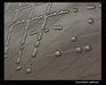 haemophilus influenzae